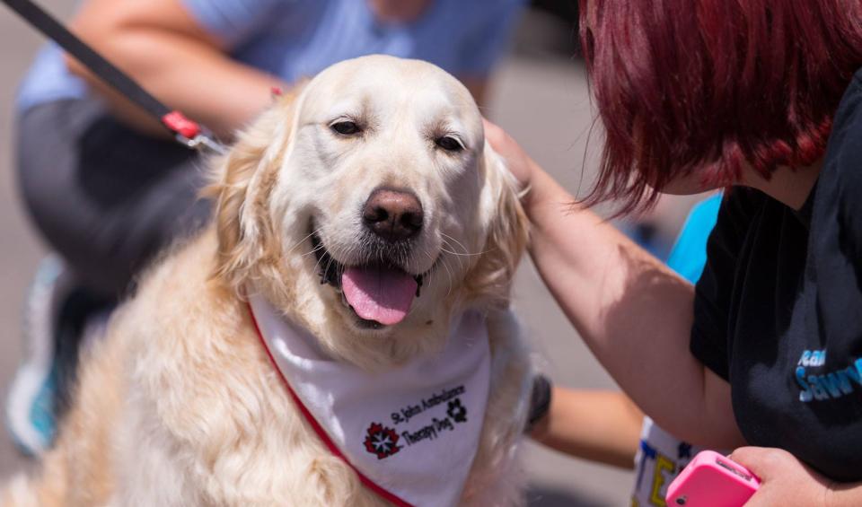 Therapy Dog Become A Volunteer St John Ambulance   Deanna Carroll 1 